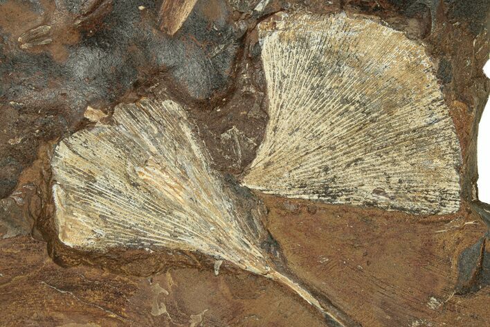 Two Paleocene Fossil Ginkgo Leaves - North Dakota #271077